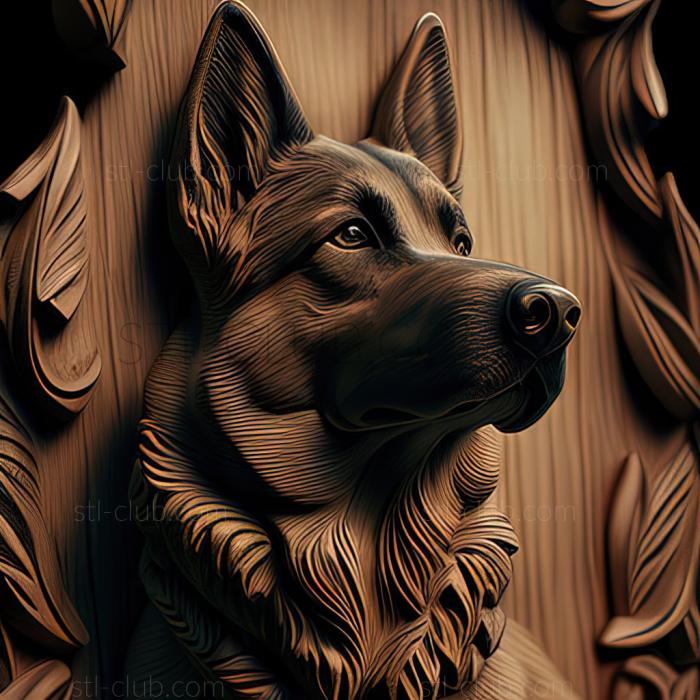 st German Shepherd dog